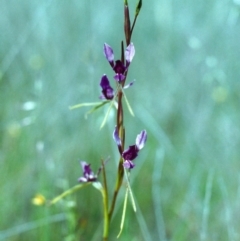 Diuris dendrobioides (Late Mauve Doubletail) at Tuggeranong Hill - 20 Nov 2000 by michaelb