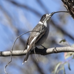 Cracticus torquatus (Grey Butcherbird) at Bruce, ACT - 13 Aug 2019 by AlisonMilton