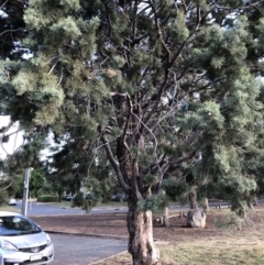 Hesperocyparis arizonica (Arizona Cypress) at Hughes, ACT - 8 Nov 2019 by ruthkerruish