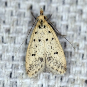 Atheropla decaspila at O'Connor, ACT - 29 Oct 2019 11:28 PM