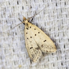 Atheropla decaspila at O'Connor, ACT - 29 Oct 2019 11:28 PM