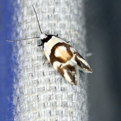 Eremnotypa steriphota (A Concealer Moth) at O'Connor, ACT - 29 Oct 2019 by ibaird