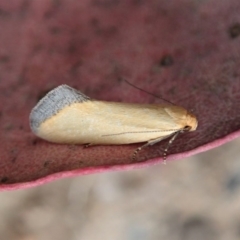 Microbela allocoma (A concealer moth) at Cook, ACT - 7 Nov 2019 by CathB