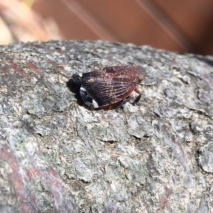 Platybrachys sp. (genus) at O'Connor, ACT - 6 Nov 2019