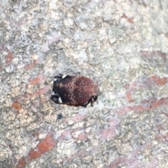 Platybrachys sp. (genus) at O'Connor, ACT - 6 Nov 2019