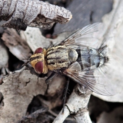 Exorista sp. (genus) (A Bristle Fly) at Cook, ACT - 8 Nov 2019 by CathB