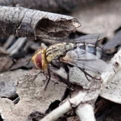 Exorista sp. (genus) at Cook, ACT - 8 Nov 2019 10:29 AM