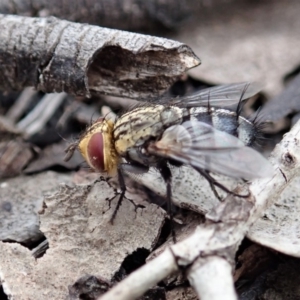 Exorista sp. (genus) at Cook, ACT - 8 Nov 2019