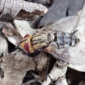 Exorista sp. (genus) at Cook, ACT - 8 Nov 2019