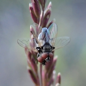 Phasia sp. (genus) at Cook, ACT - 5 Nov 2019