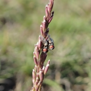 Phasia sp. (genus) at Cook, ACT - 5 Nov 2019