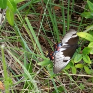 Papilio aegeus at Gowrie, ACT - 8 Nov 2019
