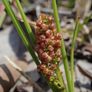 Lomandra filiformis subsp. filiformis at Cook, ACT - 6 Nov 2019