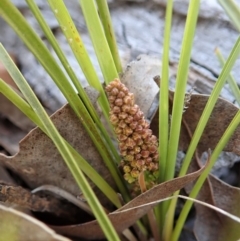 Lomandra filiformis subsp. filiformis at Cook, ACT - 6 Nov 2019