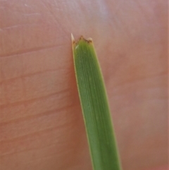 Lomandra filiformis subsp. filiformis at Cook, ACT - 6 Nov 2019