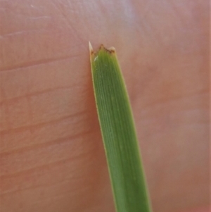 Lomandra filiformis subsp. filiformis at Cook, ACT - 6 Nov 2019