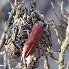 Melobasis propinqua (Propinqua jewel beetle) at Cook, ACT - 7 Oct 2019 by CathB