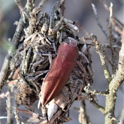 Melobasis propinqua (Propinqua jewel beetle) at Cook, ACT - 7 Oct 2019 by CathB