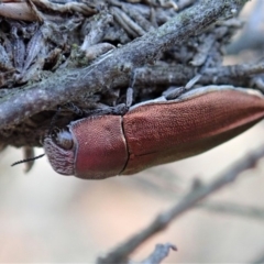 Melobasis propinqua at Cook, ACT - 7 Oct 2019