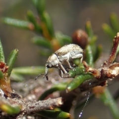 Lexithia rufipennis (Weevil) at Aranda Bushland - 7 Oct 2019 by CathB