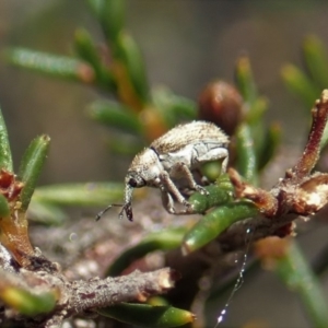 Lexithia rufipennis at Dunlop, ACT - 7 Oct 2019 03:54 PM