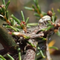 Lexithia rufipennis at Dunlop, ACT - 7 Oct 2019 03:54 PM