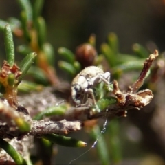 Lexithia rufipennis at Dunlop, ACT - 7 Oct 2019 03:54 PM