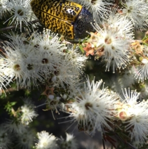 Stigmodera macularia at Dolphin Point, NSW - 8 Nov 2019