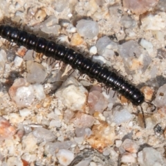 Diplopoda (class) (Unidentified millipede) at Tennent, ACT - 6 Nov 2019 by SWishart
