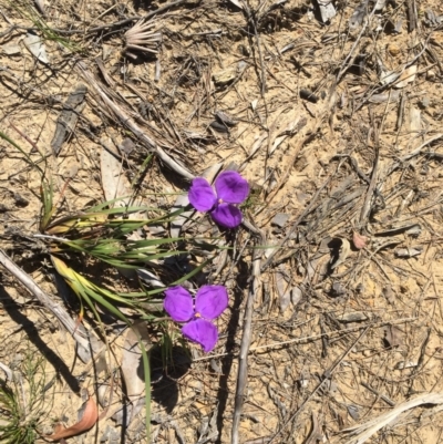 Patersonia glabrata (Native Iris) at Wairo Beach and Dolphin Point - 7 Nov 2019 by Marg