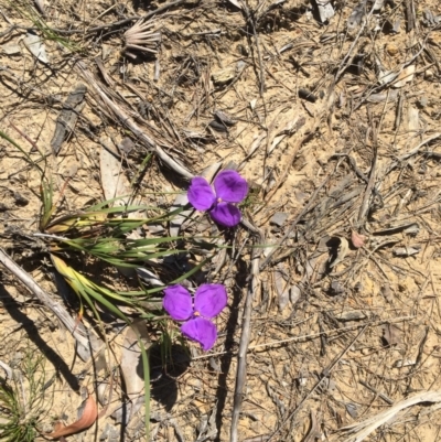 Patersonia glabrata (Native Iris) at Meroo National Park - 7 Nov 2019 by Marg