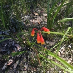 Blandfordia nobilis (Christmas Bells) at Meroo National Park - 7 Nov 2019 by Marg