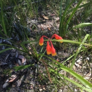 Blandfordia nobilis at Dolphin Point, NSW - 8 Nov 2019