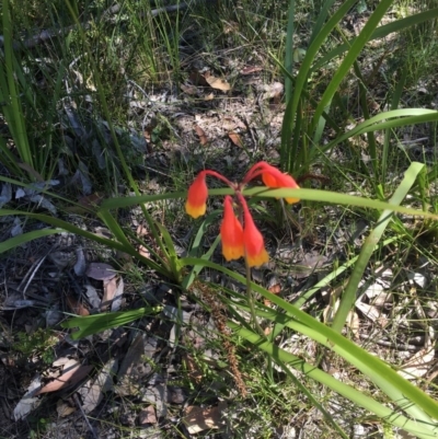 Blandfordia nobilis (Christmas Bells) at Dolphin Point, NSW - 7 Nov 2019 by Marg