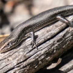 Pseudemoia entrecasteauxii (Woodland Tussock-skink) at Tennent, ACT - 6 Nov 2019 by SWishart