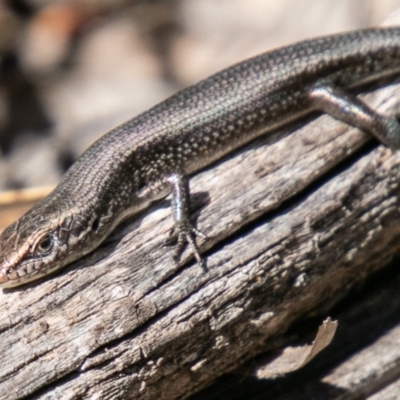 Pseudemoia entrecasteauxii (Woodland Tussock-skink) at Tennent, ACT - 5 Nov 2019 by SWishart