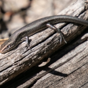 Pseudemoia entrecasteauxii at Tennent, ACT - 6 Nov 2019 10:00 AM