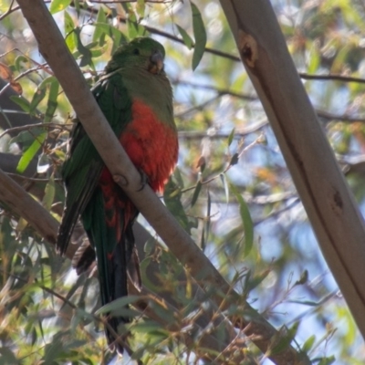 Alisterus scapularis (Australian King-Parrot) at Namadgi National Park - 5 Nov 2019 by SWishart
