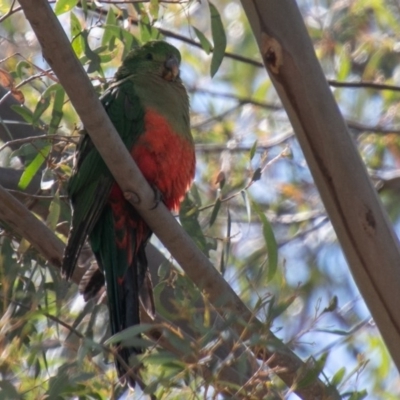 Alisterus scapularis (Australian King-Parrot) at Tennent, ACT - 6 Nov 2019 by SWishart