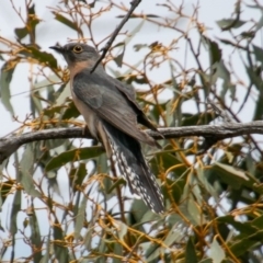 Cacomantis flabelliformis (Fan-tailed Cuckoo) at Namadgi National Park - 6 Nov 2019 by SWishart