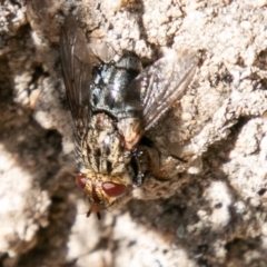 Cuphocera sp. (genus) (A bristle fly) at Tennent, ACT - 6 Nov 2019 by SWishart