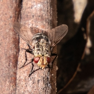 Cuphocera sp. (genus) at Tennent, ACT - 6 Nov 2019 10:03 AM