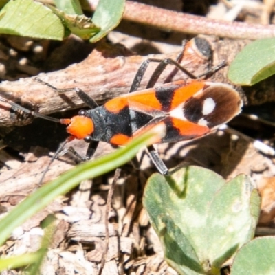 Melanerythrus mactans (A seed bug) at Namadgi National Park - 6 Nov 2019 by SWishart
