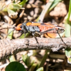 Melanerythrus mactans at Rendezvous Creek, ACT - 6 Nov 2019