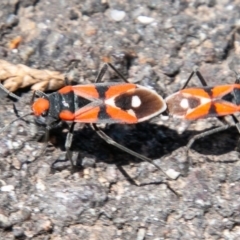 Melanerythrus mactans at Rendezvous Creek, ACT - 6 Nov 2019