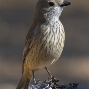 Pachycephala rufiventris at Tennent, ACT - 6 Nov 2019