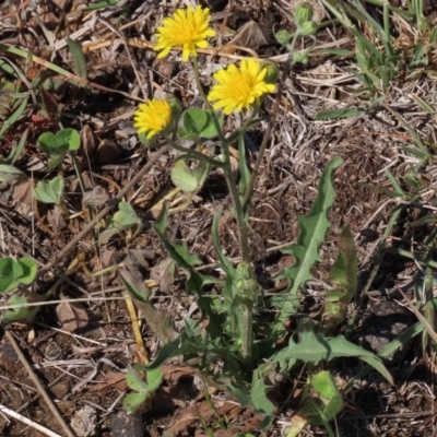 Crepis capillaris (Smooth Hawksbeard) at Googong, NSW - 4 Nov 2019 by Wandiyali