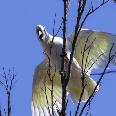 Cacatua galerita (Sulphur-crested Cockatoo) at Bruce Ridge to Gossan Hill - 13 Aug 2019 by AlisonMilton