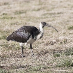 Threskiornis spinicollis (Straw-necked Ibis) at Phillip, ACT - 13 Aug 2019 by Alison Milton