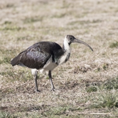 Threskiornis spinicollis (Straw-necked Ibis) at Phillip, ACT - 13 Aug 2019 by AlisonMilton